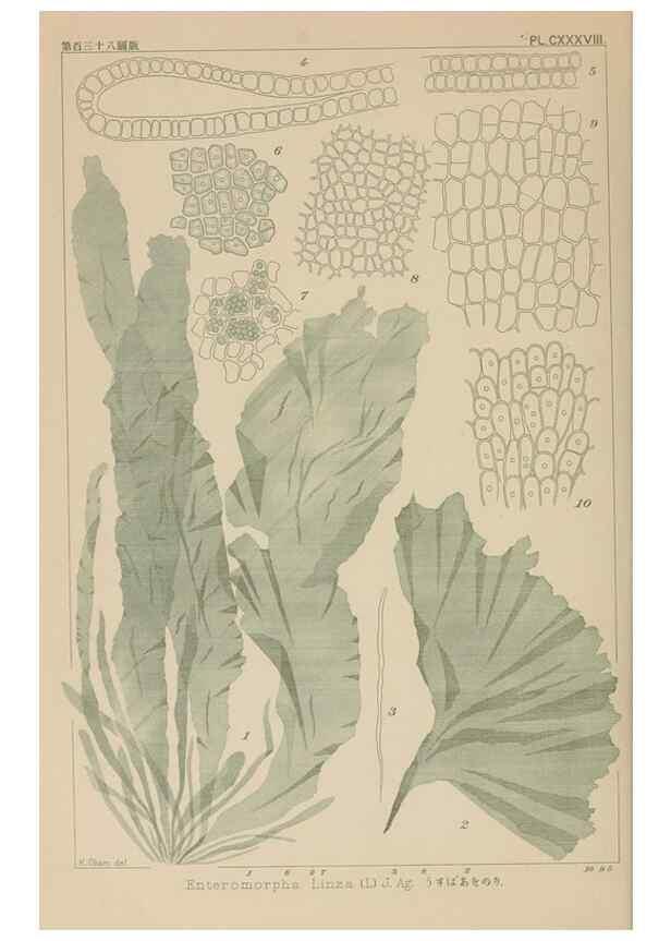 Reproducción/Reproduction 8006318289: Icones of Japanese algae.. Tokyo,Kazamashobo[1907-1942]