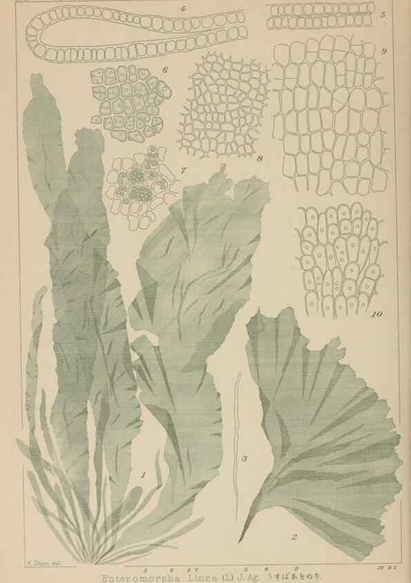 Reproducción/Reproduction 8006318289: Icones of Japanese algae.. Tokyo,Kazamashobo[1907-1942]