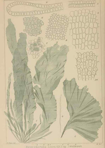 Reproducción/Reproduction 8006318289: Icones of Japanese algae.. Tokyo,Kazamashobo[1907-1942]