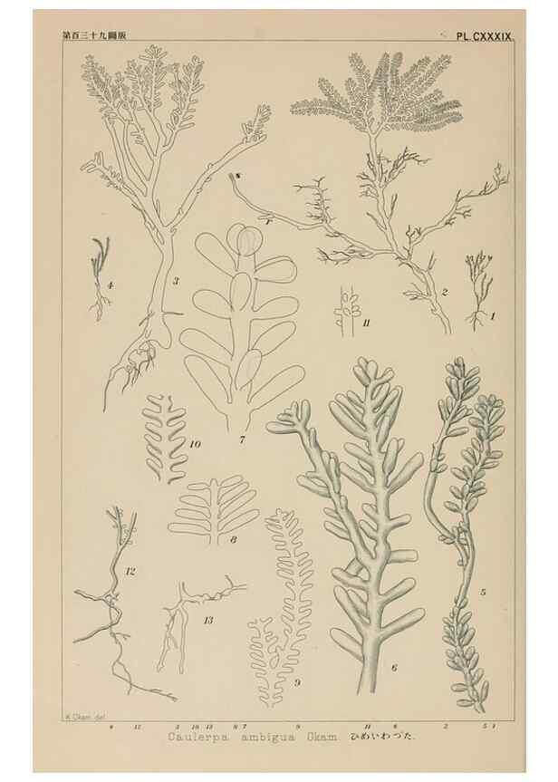 Reproducción/Reproduction 8006321730: Icones of Japanese algae.. Tokyo,Kazamashobo[1907-1942]