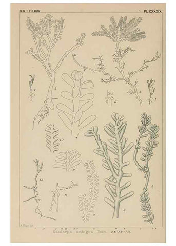 Reproducción/Reproduction 8006321730: Icones of Japanese algae.. Tokyo,Kazamashobo[1907-1942]