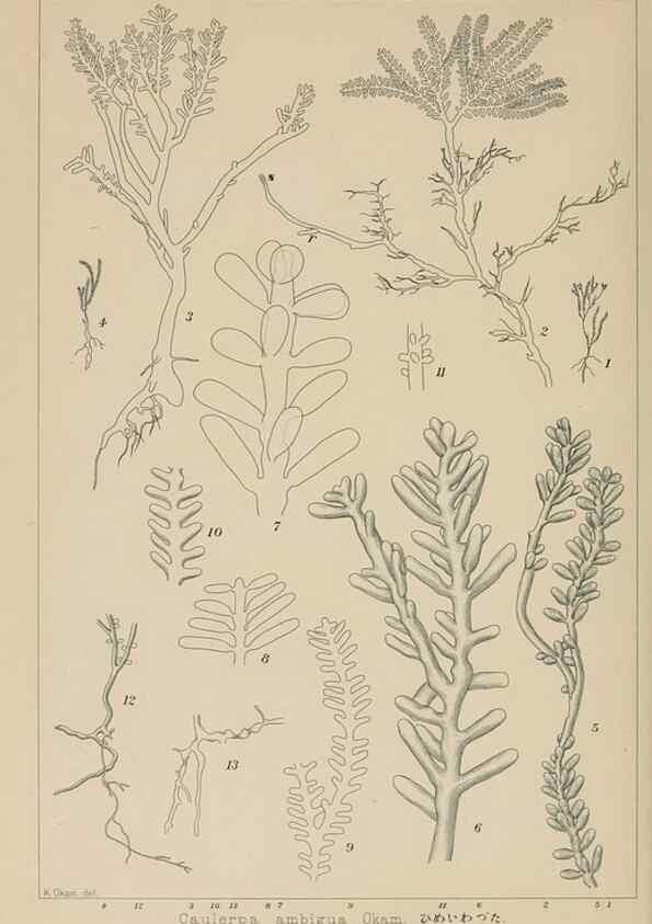 Reproducción/Reproduction 8006321730: Icones of Japanese algae.. Tokyo,Kazamashobo[1907-1942]