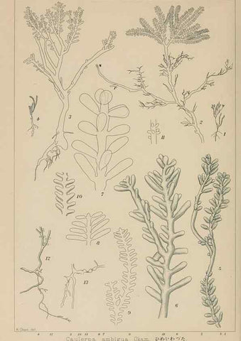 Reproducción/Reproduction 8006321730: Icones of Japanese algae.. Tokyo,Kazamashobo[1907-1942]