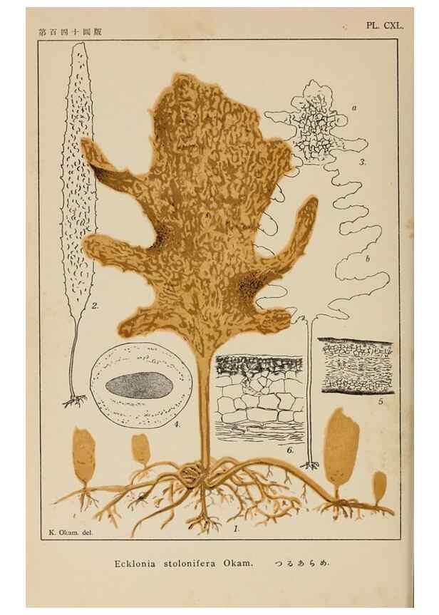 Reproducción/Reproduction 8006322380: Icones of Japanese algae.. Tokyo,Kazamashobo[1907-1942]