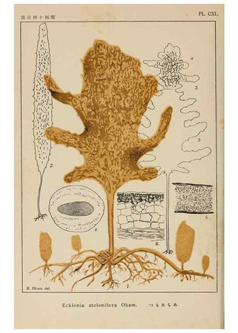 Reproducción/Reproduction 8006322380: Icones of Japanese algae.. Tokyo,Kazamashobo[1907-1942]