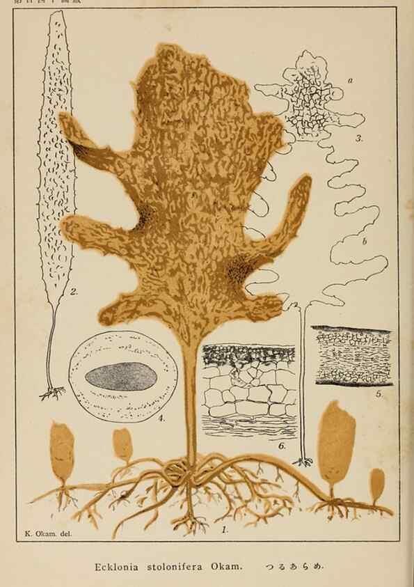 Reproducción/Reproduction 8006322380: Icones of Japanese algae.. Tokyo,Kazamashobo[1907-1942]