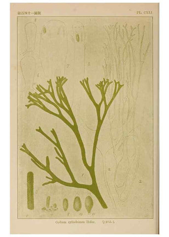 Reproducción/Reproduction 8006323042: Icones of Japanese algae.. Tokyo,Kazamashobo[1907-1942]
