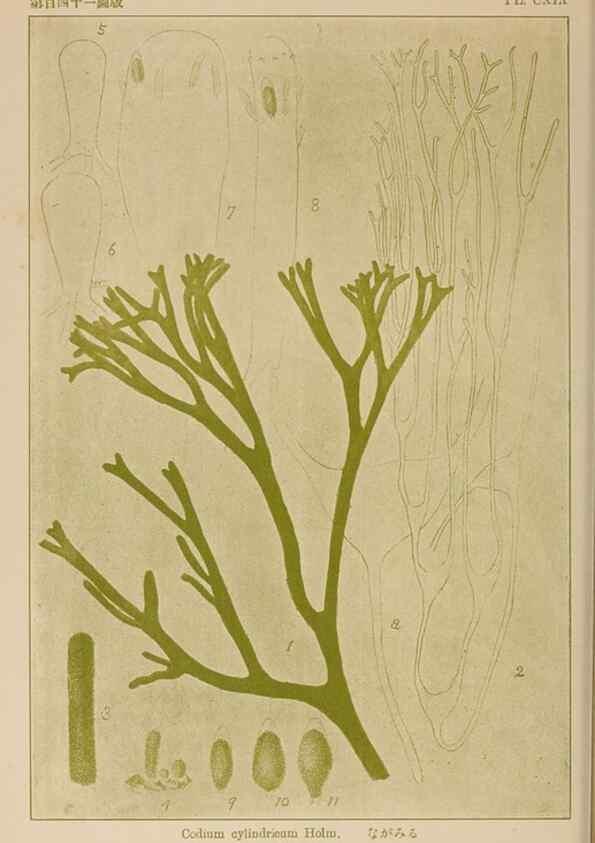 Reproducción/Reproduction 8006323042: Icones of Japanese algae.. Tokyo,Kazamashobo[1907-1942]
