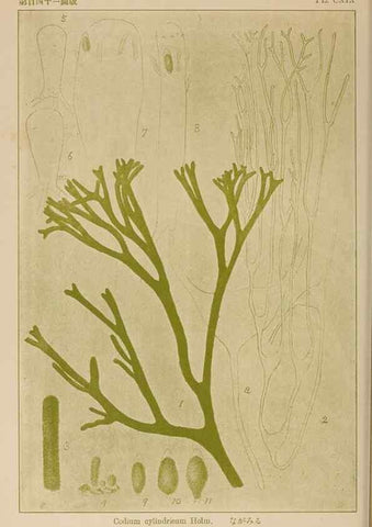 Reproducción/Reproduction 8006323042: Icones of Japanese algae.. Tokyo,Kazamashobo[1907-1942]