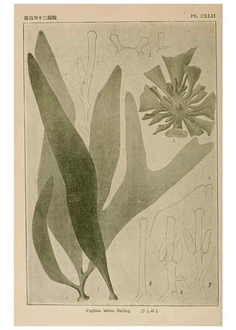 Reproducción/Reproduction 8006320655: Icones of Japanese algae.. Tokyo,Kazamashobo[1907-1942]