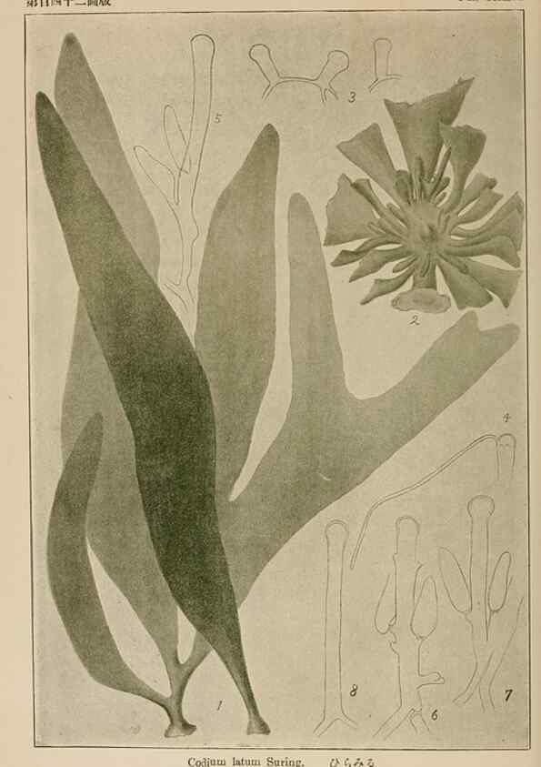 Reproducción/Reproduction 8006320655: Icones of Japanese algae.. Tokyo,Kazamashobo[1907-1942]