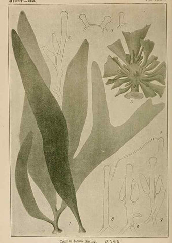 Reproducción/Reproduction 8006320655: Icones of Japanese algae.. Tokyo,Kazamashobo[1907-1942]