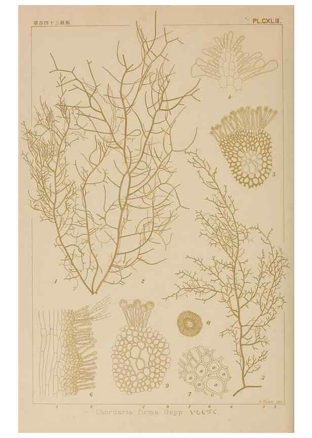 Reproducción/Reproduction 8006321141: Icones of Japanese algae.. Tokyo,Kazamashobo[1907-1942]