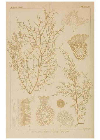 Reproducción/Reproduction 8006321141: Icones of Japanese algae.. Tokyo,Kazamashobo[1907-1942]
