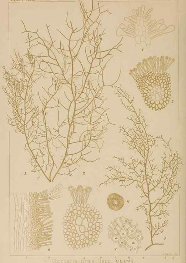 Reproducción/Reproduction 8006321141: Icones of Japanese algae.. Tokyo,Kazamashobo[1907-1942]