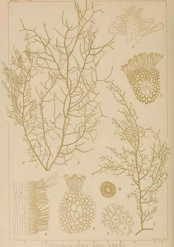 Reproducción/Reproduction 8006321141: Icones of Japanese algae.. Tokyo,Kazamashobo[1907-1942]