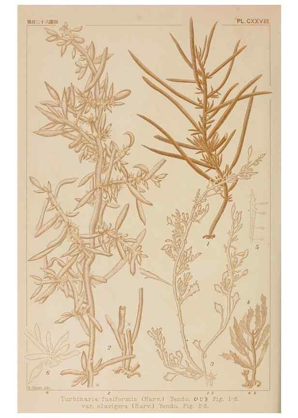 Reproducción/Reproduction 8006311177: Icones of Japanese algae.. Tokyo,Kazamashobo[1907-1942]