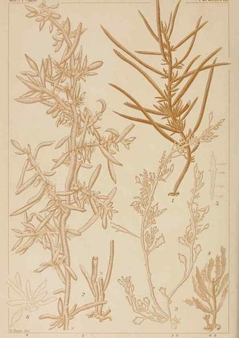 Reproducción/Reproduction 8006311177: Icones of Japanese algae.. Tokyo,Kazamashobo[1907-1942]