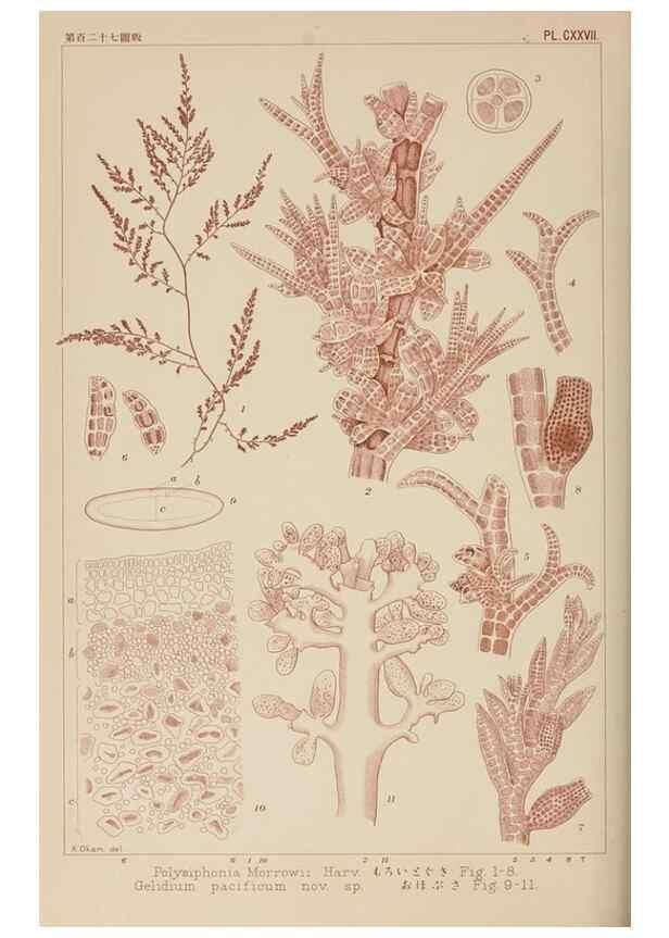 Reproducción/Reproduction 8006310599: Icones of Japanese algae.. Tokyo,Kazamashobo[1907-1942]