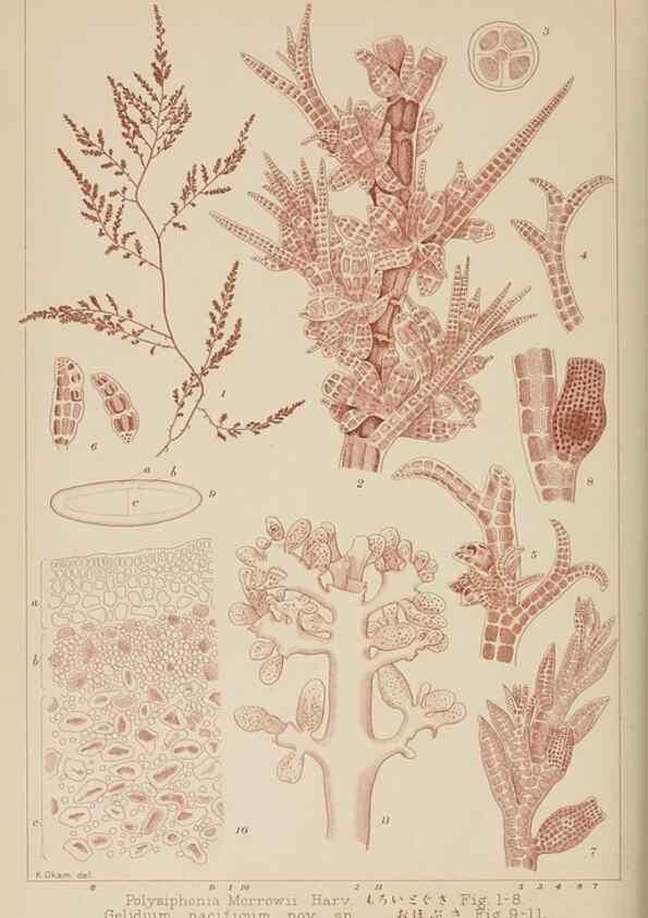 Reproducción/Reproduction 8006310599: Icones of Japanese algae.. Tokyo,Kazamashobo[1907-1942]
