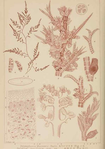Reproducción/Reproduction 8006310599: Icones of Japanese algae.. Tokyo,Kazamashobo[1907-1942]