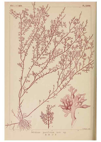 Reproducción/Reproduction 8006309735: Icones of Japanese algae.. Tokyo,Kazamashobo[1907-1942]