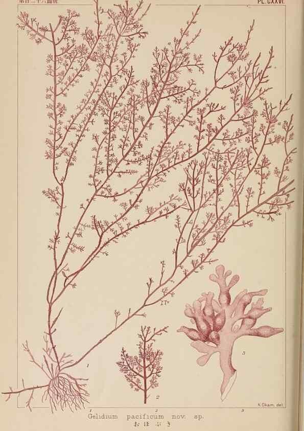 Reproducción/Reproduction 8006309735: Icones of Japanese algae.. Tokyo,Kazamashobo[1907-1942]