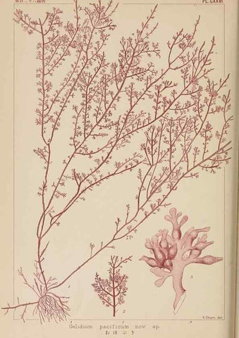 Reproducción/Reproduction 8006309735: Icones of Japanese algae.. Tokyo,Kazamashobo[1907-1942]