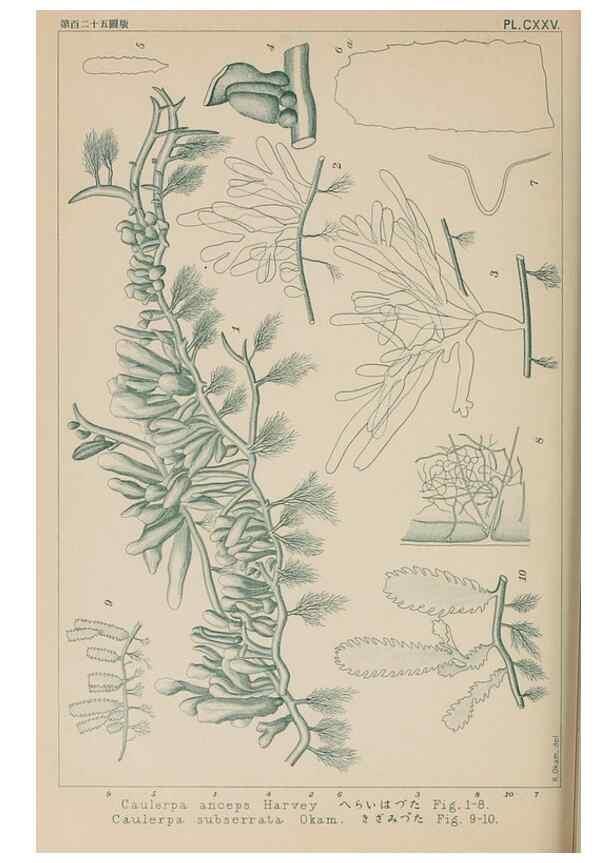 Reproducción/Reproduction 8006309219: Icones of Japanese algae.. Tokyo,Kazamashobo[1907-1942]
