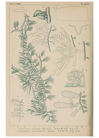 Reproducción/Reproduction 8006309219: Icones of Japanese algae.. Tokyo,Kazamashobo[1907-1942]