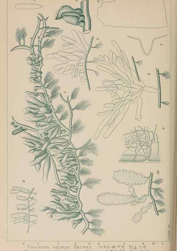 Reproducción/Reproduction 8006309219: Icones of Japanese algae.. Tokyo,Kazamashobo[1907-1942]