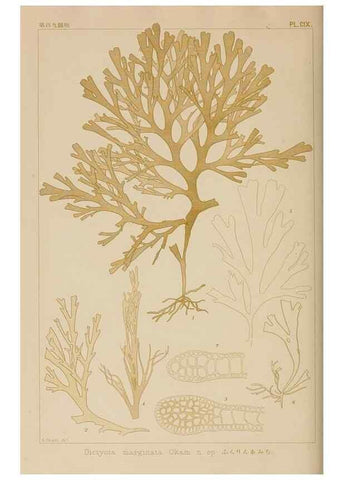 Reproducción/Reproduction 8006302486: Icones of Japanese algae.. Tokyo,Kazamashobo[1907-1942]