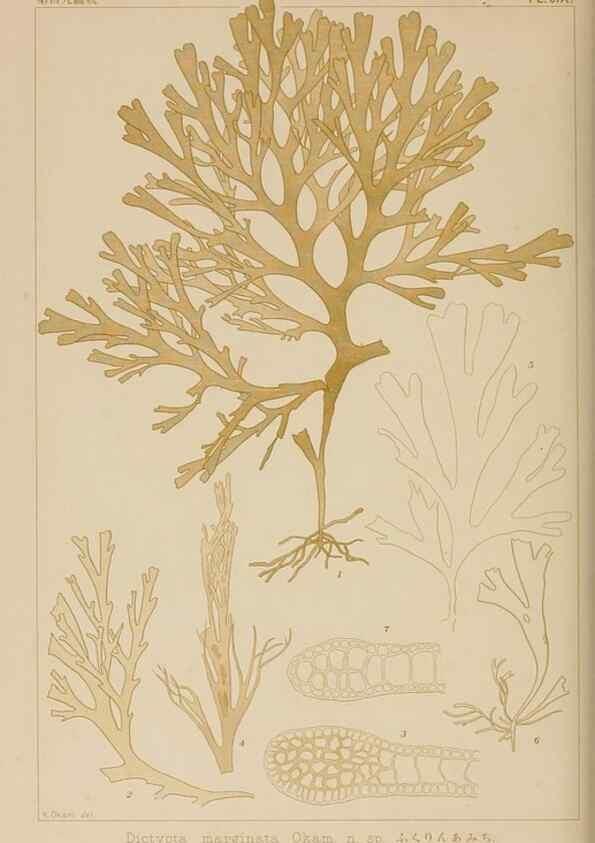 Reproducción/Reproduction 8006302486: Icones of Japanese algae.. Tokyo,Kazamashobo[1907-1942]