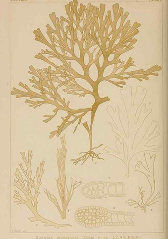 Reproducción/Reproduction 8006302486: Icones of Japanese algae.. Tokyo,Kazamashobo[1907-1942]