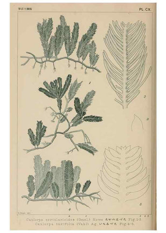 Reproducción/Reproduction 8006303168: Icones of Japanese algae.. Tokyo,Kazamashobo[1907-1942]