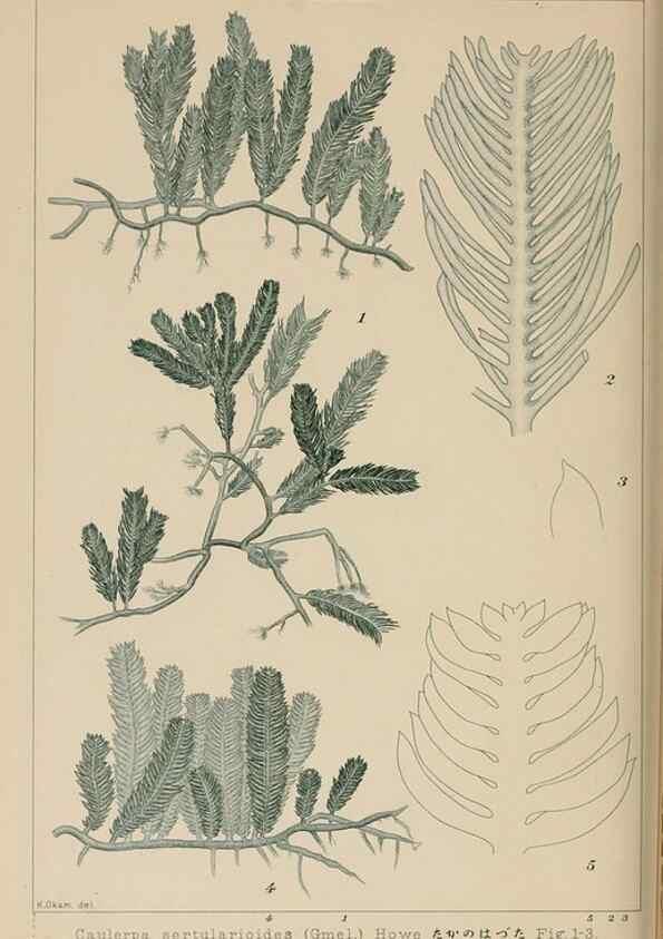 Reproducción/Reproduction 8006303168: Icones of Japanese algae.. Tokyo,Kazamashobo[1907-1942]