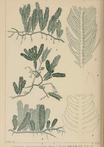 Reproducción/Reproduction 8006303168: Icones of Japanese algae.. Tokyo,Kazamashobo[1907-1942]