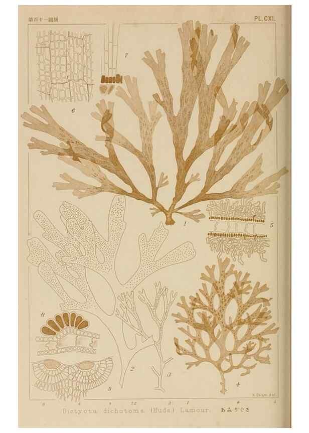 Reproducción/Reproduction 8006301093: Icones of Japanese algae.. Tokyo,Kazamashobo[1907-1942]