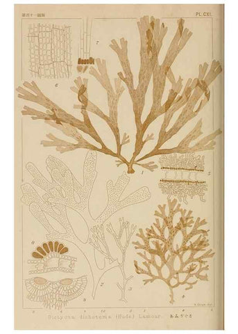 Reproducción/Reproduction 8006301093: Icones of Japanese algae.. Tokyo,Kazamashobo[1907-1942]