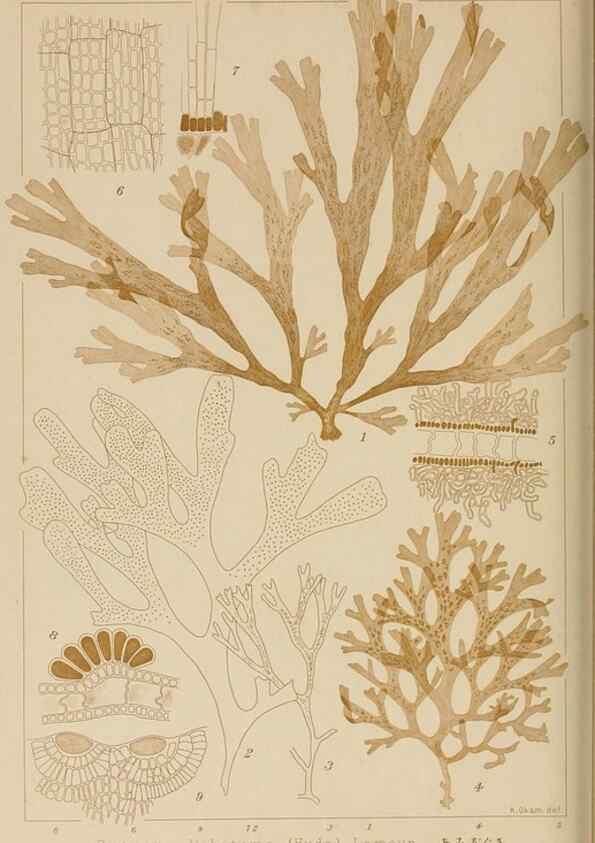 Reproducción/Reproduction 8006301093: Icones of Japanese algae.. Tokyo,Kazamashobo[1907-1942]