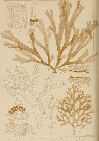 Reproducción/Reproduction 8006301093: Icones of Japanese algae.. Tokyo,Kazamashobo[1907-1942]