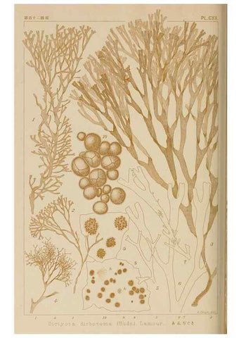 Reproducción/Reproduction 8006304420: Icones of Japanese algae.. Tokyo,Kazamashobo[1907-1942]