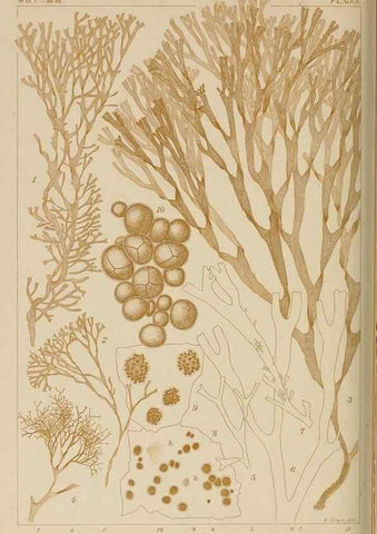 Reproducción/Reproduction 8006304420: Icones of Japanese algae.. Tokyo,Kazamashobo[1907-1942]
