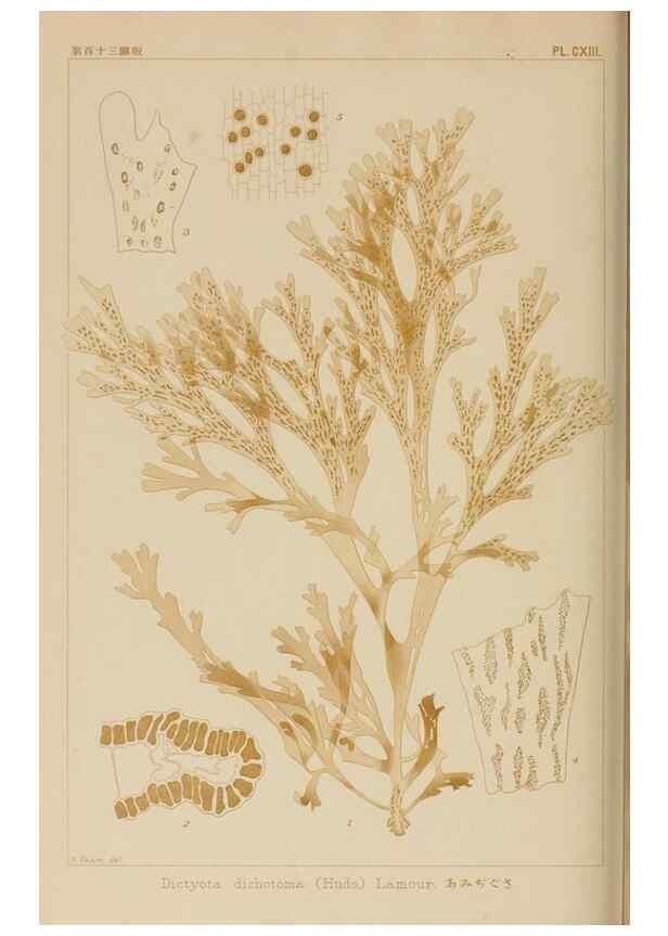 Reproducción/Reproduction 8006302185: Icones of Japanese algae.. Tokyo,Kazamashobo[1907-1942]