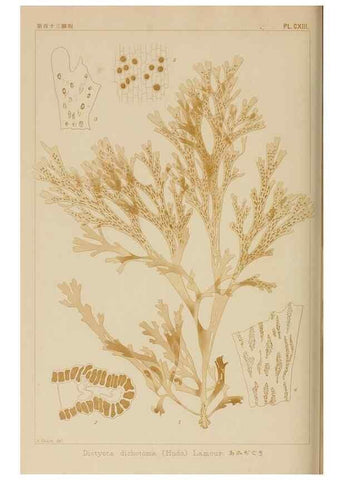Reproducción/Reproduction 8006302185: Icones of Japanese algae.. Tokyo,Kazamashobo[1907-1942]