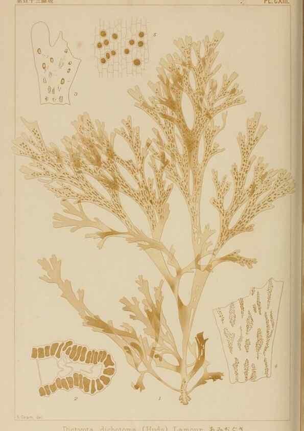 Reproducción/Reproduction 8006302185: Icones of Japanese algae.. Tokyo,Kazamashobo[1907-1942]