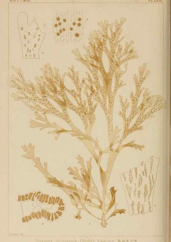 Reproducción/Reproduction 8006302185: Icones of Japanese algae.. Tokyo,Kazamashobo[1907-1942]