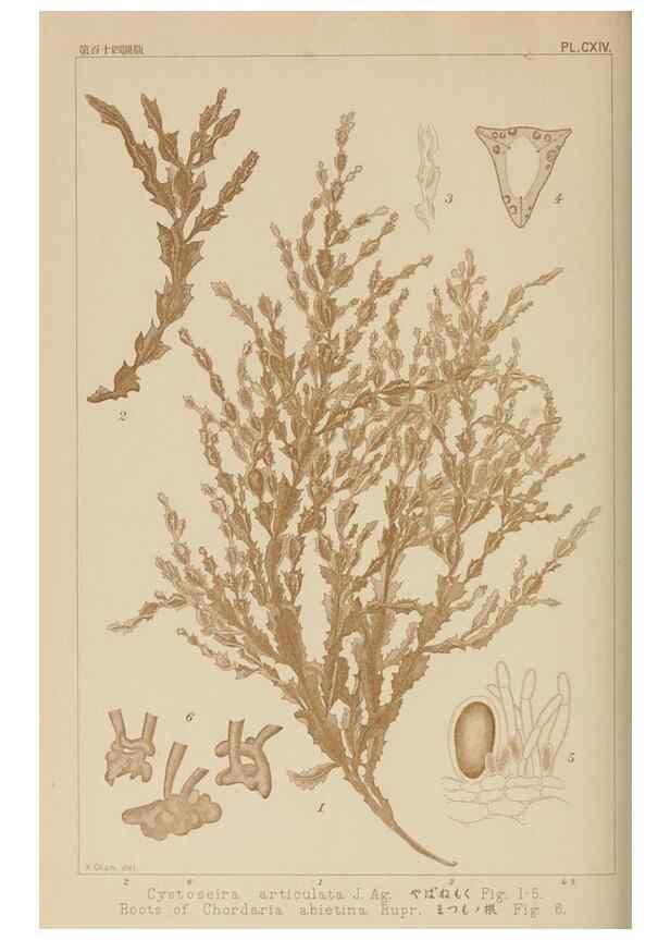 Reproducción/Reproduction 8006305444: Icones of Japanese algae.. Tokyo,Kazamashobo[1907-1942]