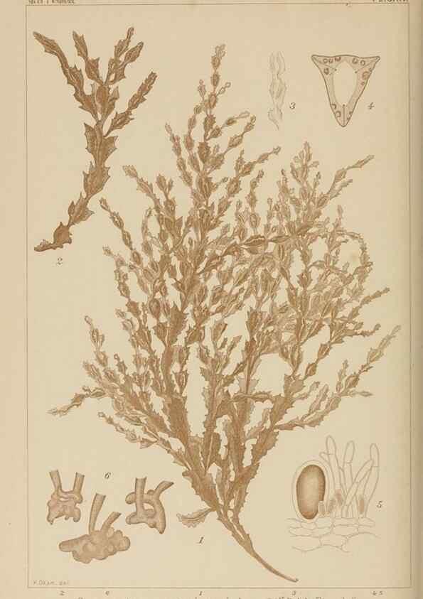 Reproducción/Reproduction 8006305444: Icones of Japanese algae.. Tokyo,Kazamashobo[1907-1942]