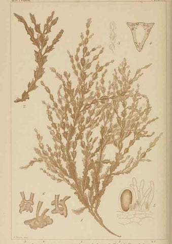 Reproducción/Reproduction 8006305444: Icones of Japanese algae.. Tokyo,Kazamashobo[1907-1942]